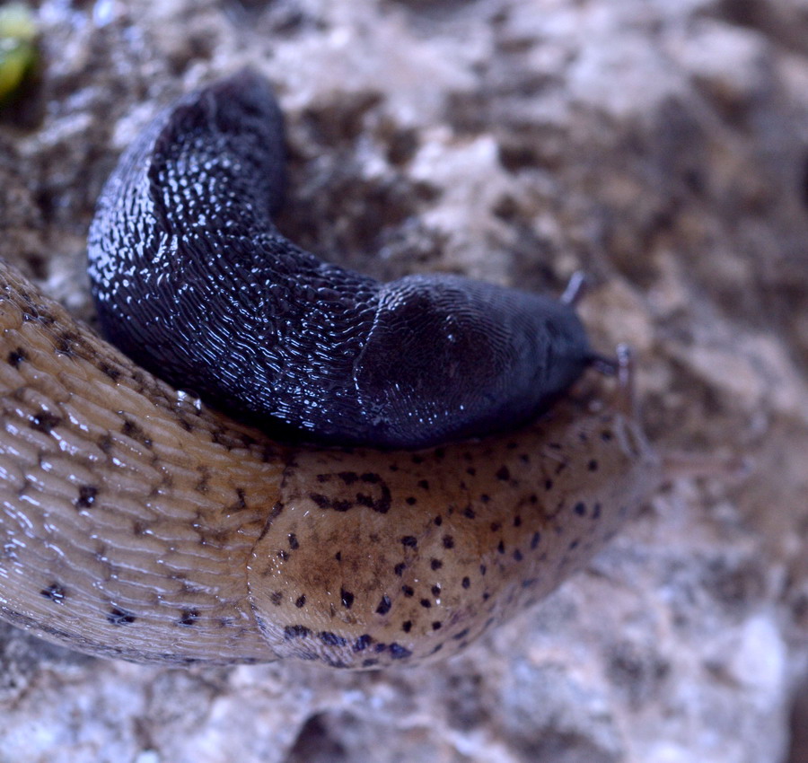 Limax da Campo di Segni nei Monti Lepini